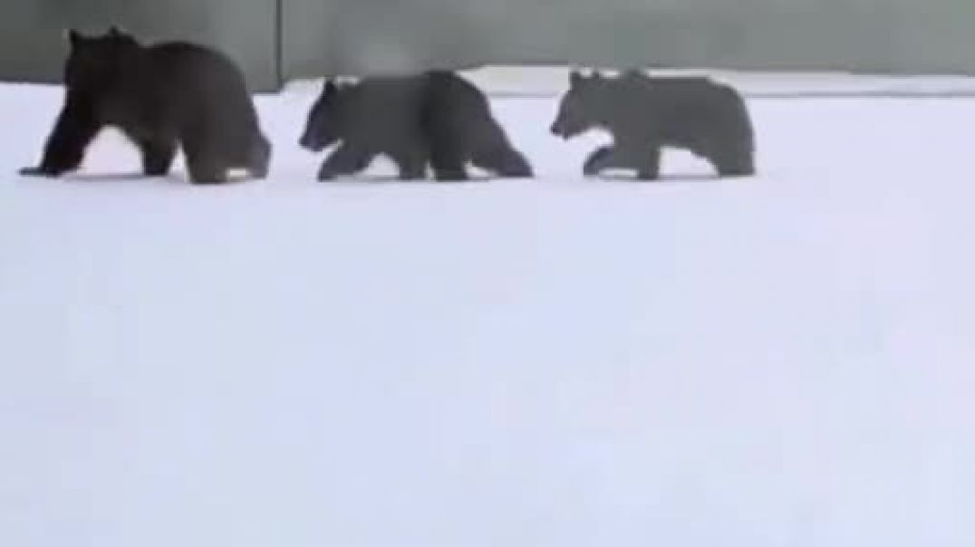 В горах Сочи начали просыпаться бурые медведи