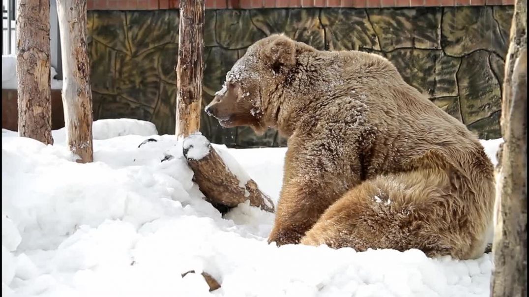 В Екатеринбурге медведи зоопарка вышли из спячки в Международный день медведя