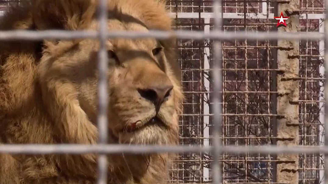 Найденный лев Самсон, который сбежал из зоопарка Мариуполя