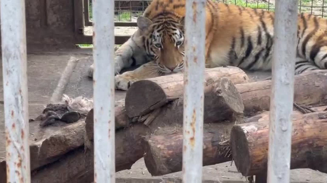 ⁣Грустные тигры и львы в Мариупольском зоопарке ждут, когда их начнут нормально кормить