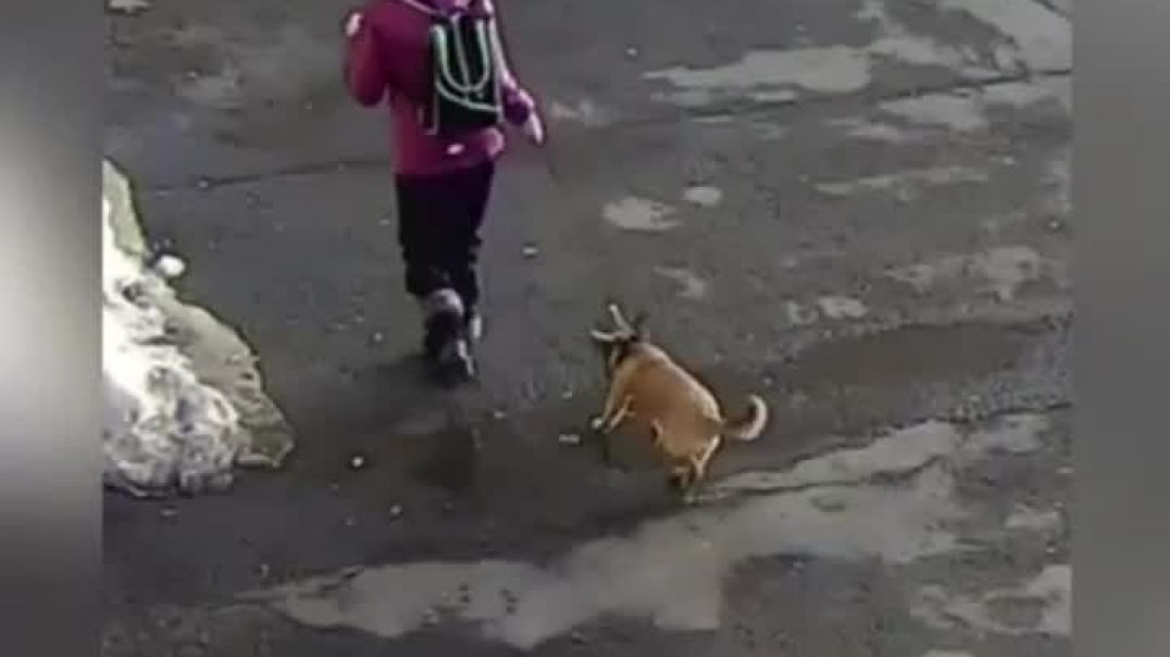 В Челябинске школьница сбросила собаку с балкона многоэтажки