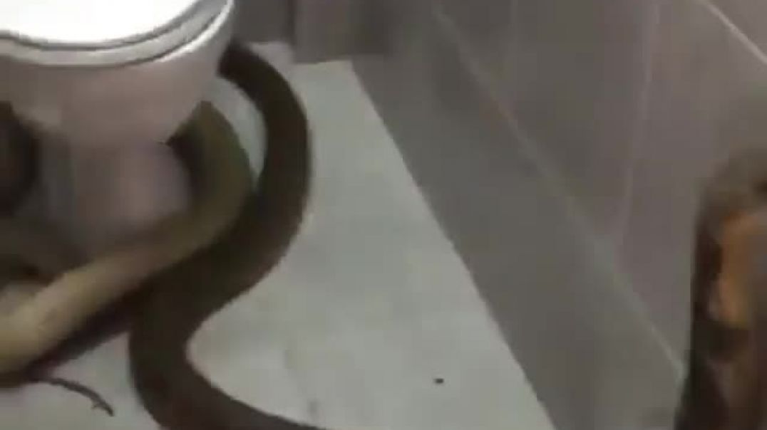 В Индии местный житель пошел в туалет и увидел там самую ядовитую в мире змею