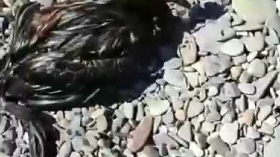 В Анапе на пляже обнаружили испачканных в мазуте диких птиц