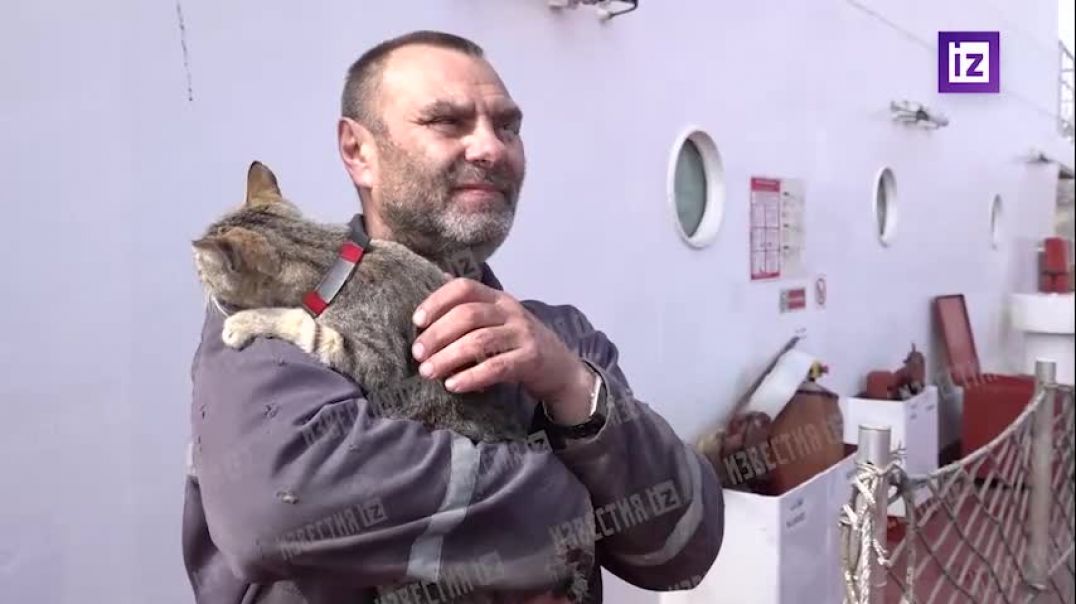 ⁣Символом судна Азов Конкорд, с которого эвакуировали российский экипаж, стала кошка Джесси