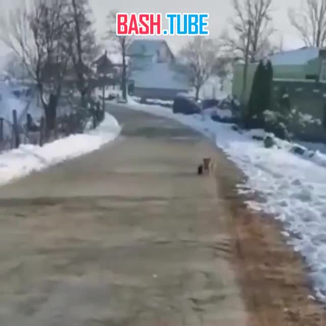  Минутка добрых новостей: в Хабаровском крае жители одного из посёлка заметили парочку друзей: щенка и котенка