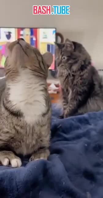  Котик в шоке от того, что его друг, оказывается, не обычный кот, а динозавр