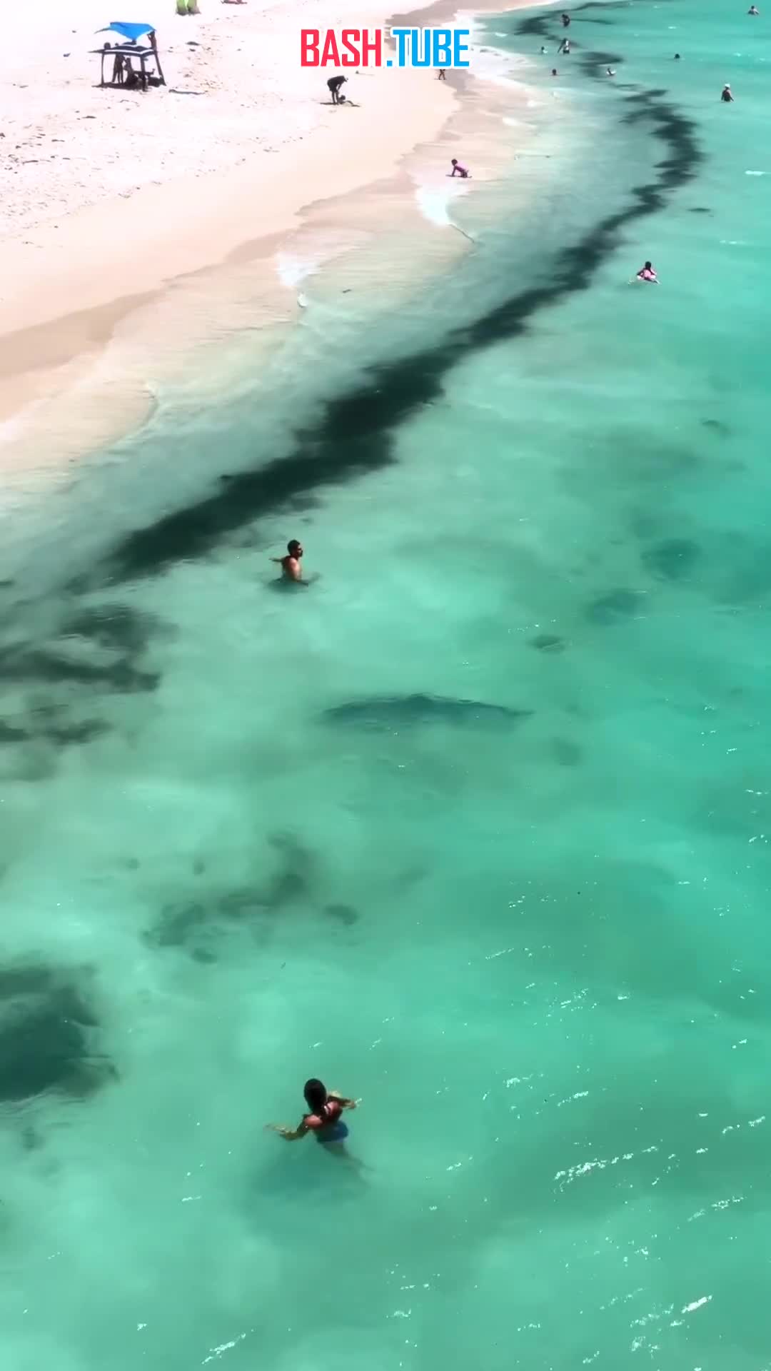 Отдыхающие в Австралии испугались огромной акулы недалеко от берега на популярном пляже