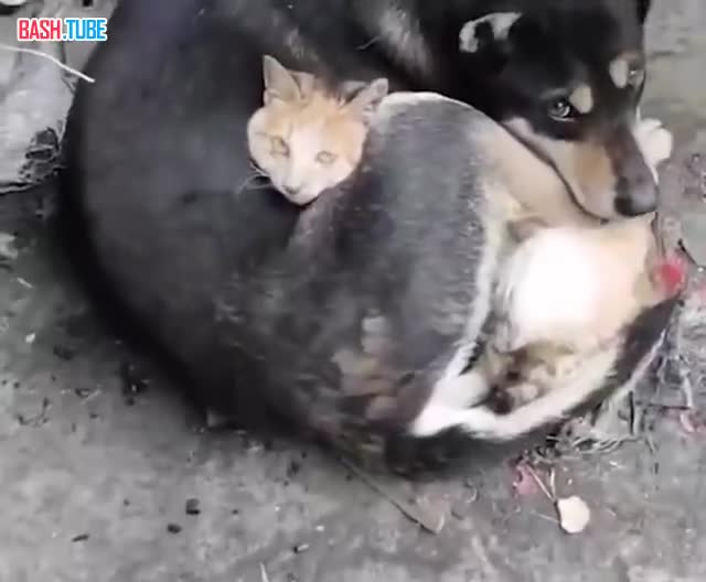 ⁣ На кадрах собака и кошка, потерявшие хозяев в турецком землетрясении