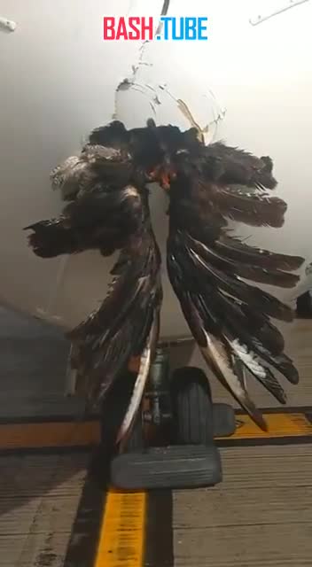 ⁣ В Бразилии огромная птица влетела в нос пассажирского самолёта при посадке