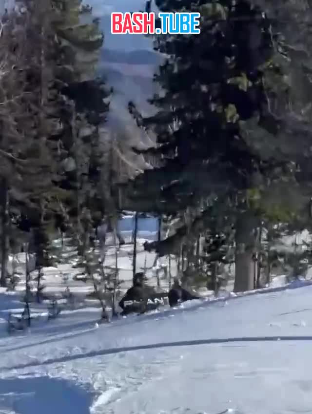 В Шерегеше глухарь напал на сноубордиста