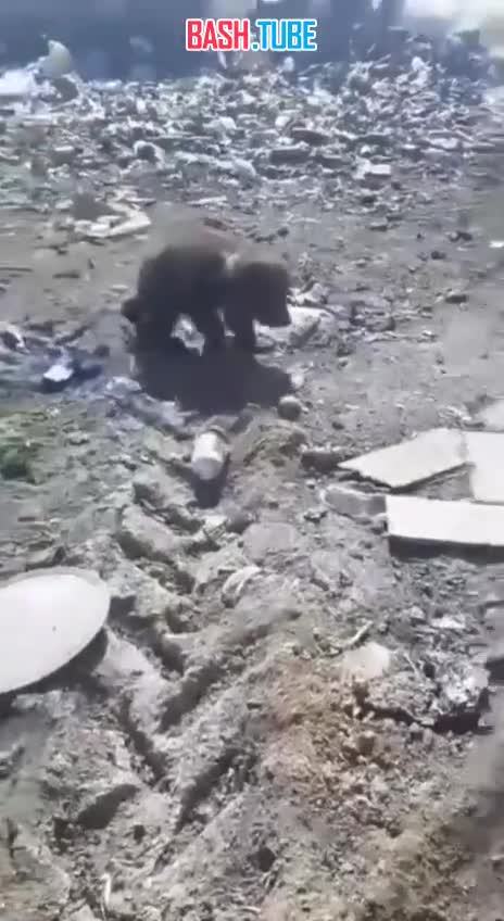 ⁣ В Якутске осиротевшие медвежата бродят по свалке и пристают к людям в надежде получить немного еды
