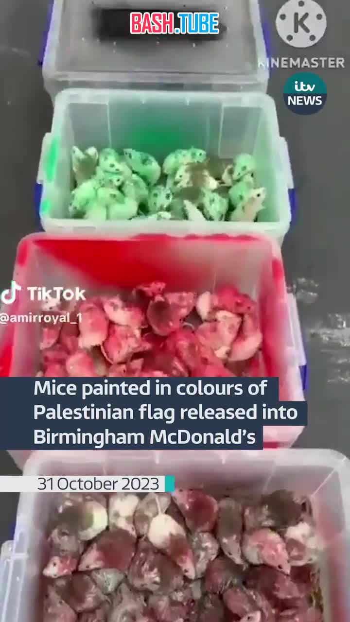 ⁣ Палестинский активист выпустил в McDonalds десятки мышей, покрашенных в цвета палестинского флага