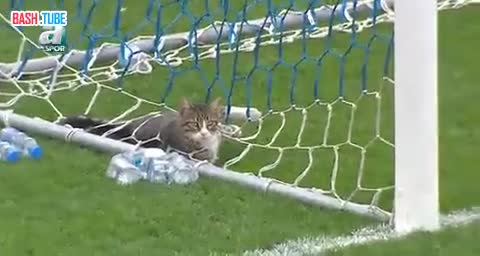  В матче турецких футбольных команд не хотели делать перерыв из-за кота, который расположился прямо в воротах одной из команд