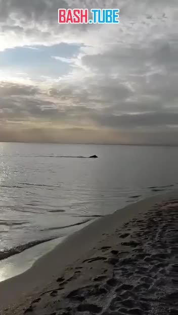 ⁣ Здоровый кабан выплыл из моря на Крымский пляж и бросился в город, распугав отдыхающих