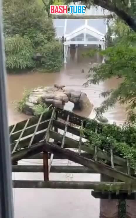⁣ Морские львы зоопарка Нью-Йорка совершили побег из-за наводнения