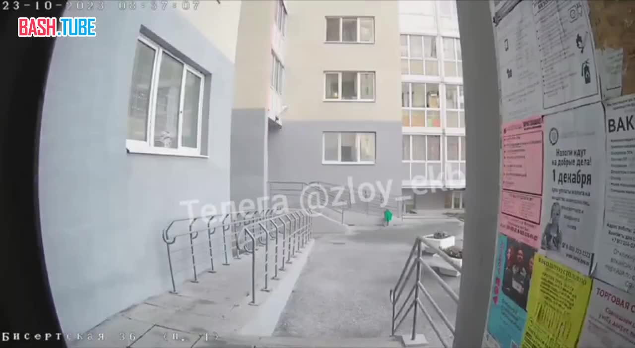  В Екатеринбурге соседи в ужасе от живодера, который систематически избивает собаку