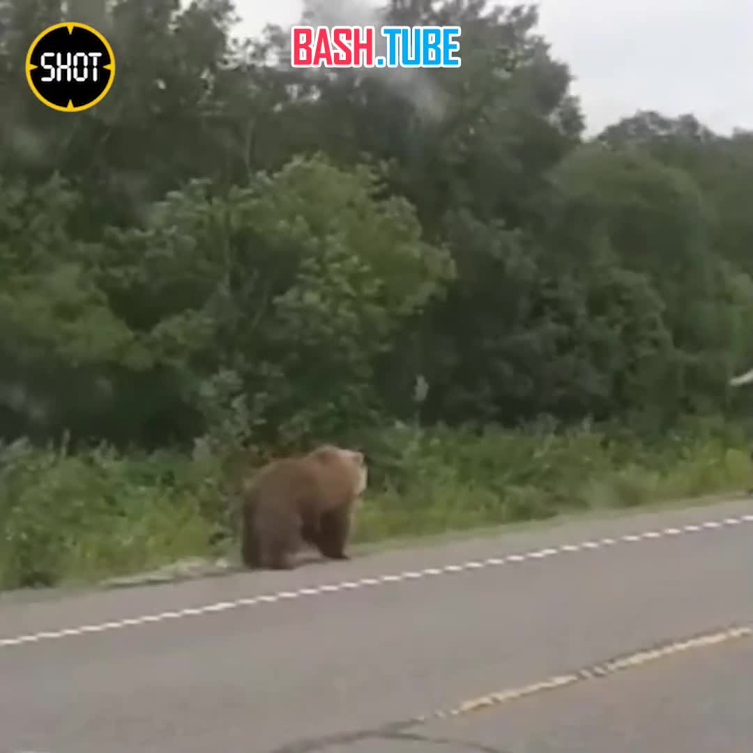 ⁣ Мужик хотел покормить камчатского медведя на Мильковской трассе, но что-то явно пошло не так