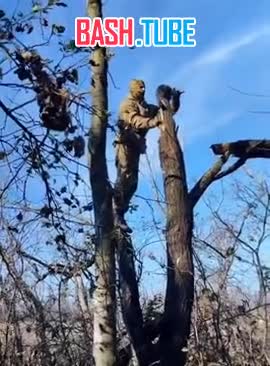  Башкирские бойцы в зоне СВО спасли кота, который застрял в консервной банке и почему-то оказался на дереве