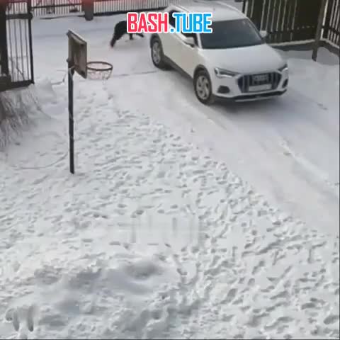  В Нижнем Новгороде собака решила поиграть с хозяйкой, когда она выезжала со двора