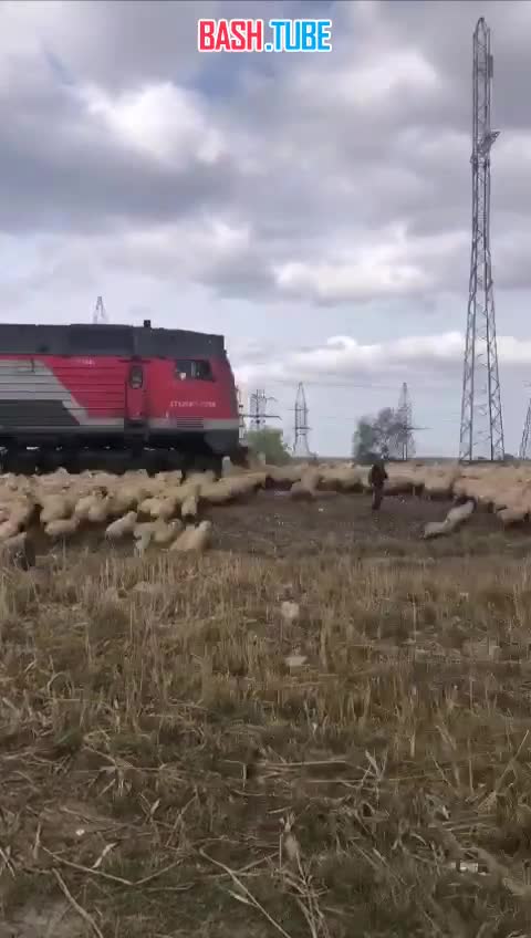 ⁣ В Дагестане поезд снес стадо овец, находящееся на путях