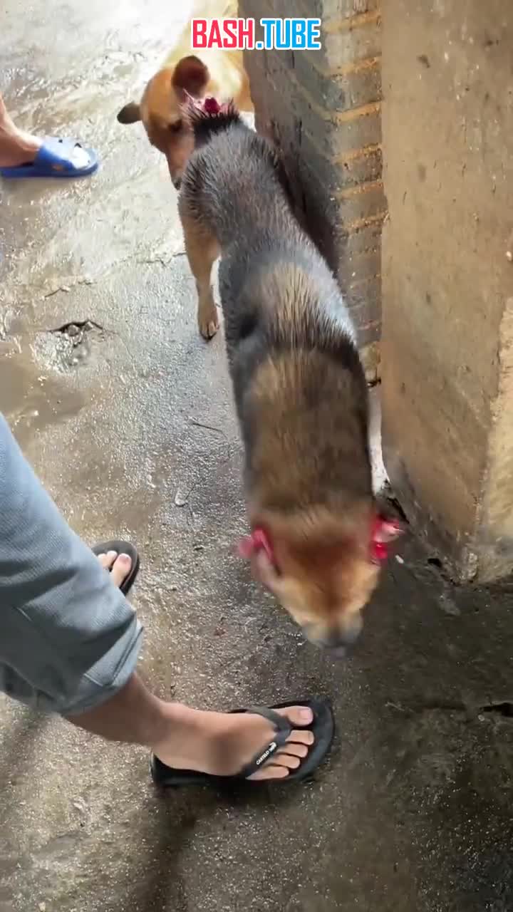 В Китае мужчина отрезал уши и хвост своей собаке, чтобы сделать из нее бойцовскую