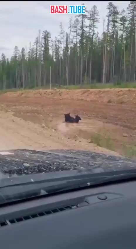 ⁣ В Башкирии заметили медведя, который «принимал ванну» в луже у дороги
