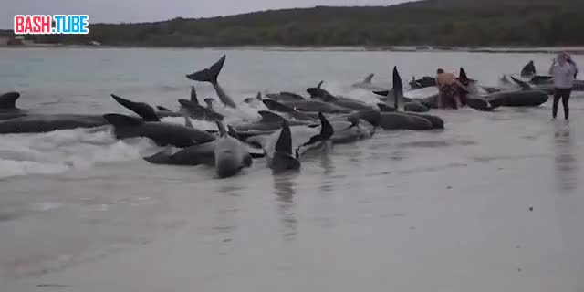 ⁣ Стая из 70 круглоголовых китов выбросилась на берег в Австралии