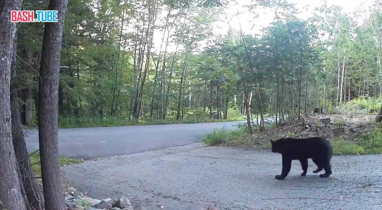  В США кот прогнал медведя с хозяйской лужайки