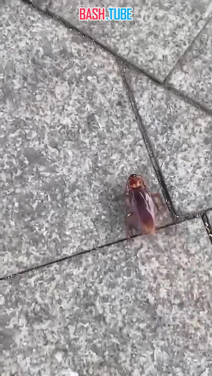  В центре Москвы заметили гигантских тараканов
