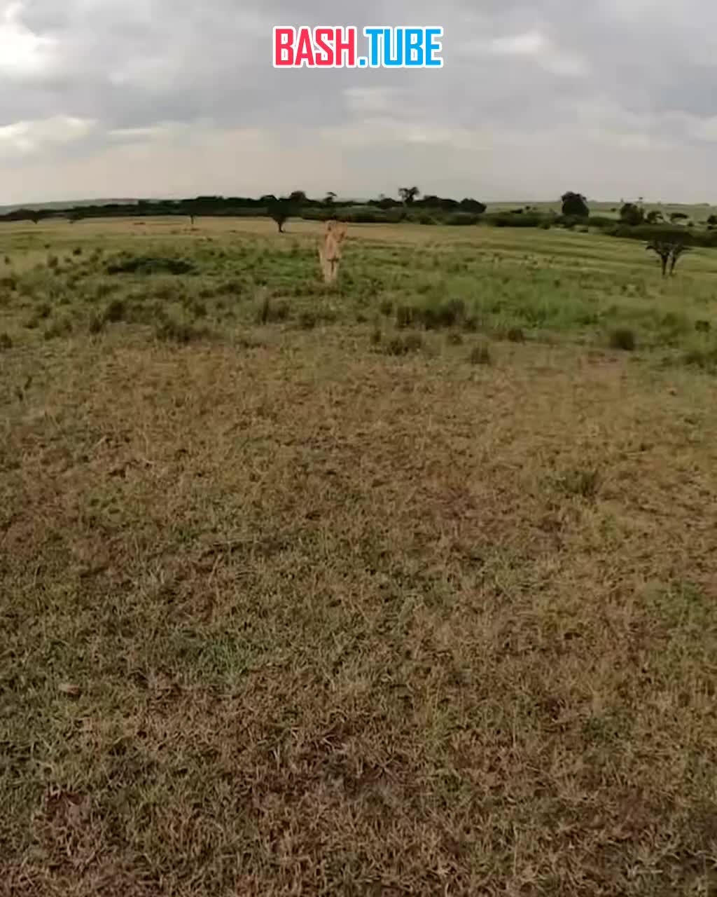 ⁣ Львица в Кении отобрала у блогера камеру с селфи палкой и побежала снимать окрестности
