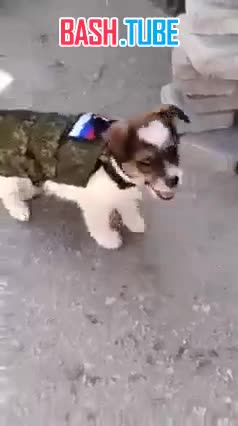  Чарли - боевой пёс российских разведчиков