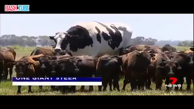  В Австралии обнаружили корову-гиганта