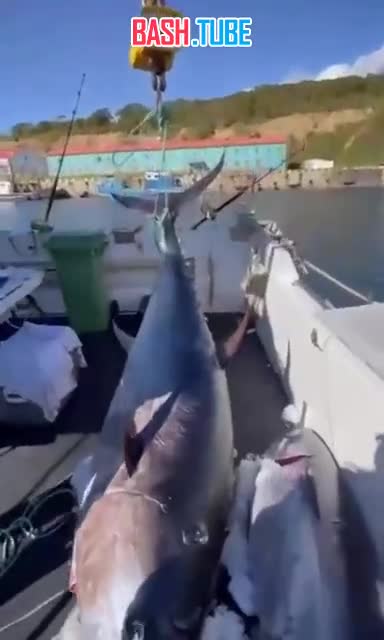  На Курилах поймали тунца весом под 300 кг