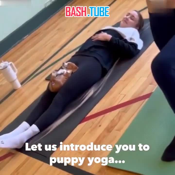  В Канаде спортклуб предложил новый вид йоги - занятия с щенками, вместе с которыми можно расслабиться