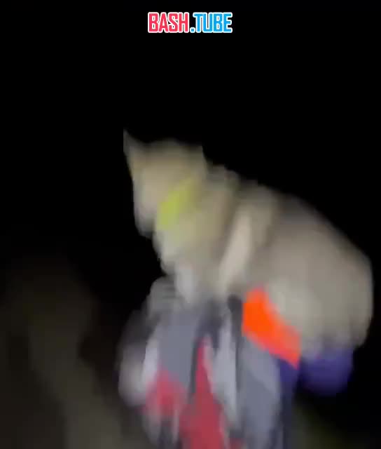 На Камчатке туристам пришлось выносить с вершины вулкана собаку