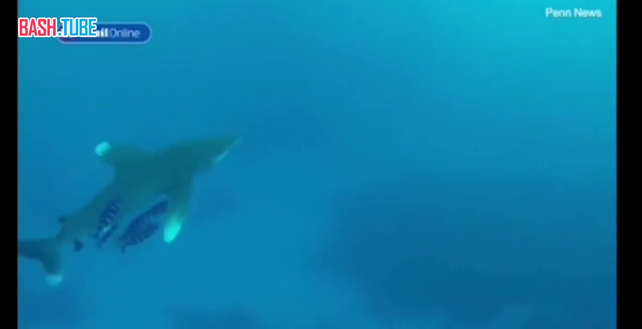  Одна из самых опасных акул в мире напала на дайвера у побережья Египта