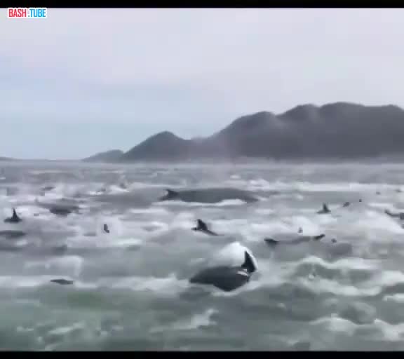 ⁣ Что-то странное происходит с дельфинами в ЮАР