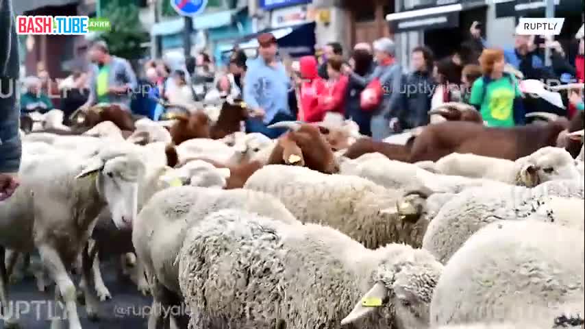  Сотни овец и коз прогулялись по центру Мадрида во время ежегодного фестиваля животноводства