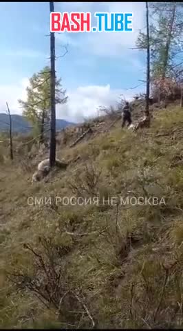 ⁣ 40 овец убило молнией на опушке леса в республике Алтай