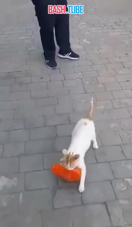 ⁣ В Турции мама-кошка стащила из магазина целую замороженную курицу, чтобы накормить своих котят