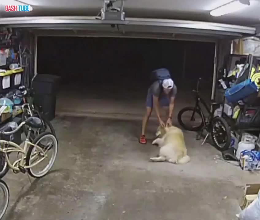 ⁣ В Сан-Диего вор проник в гараж, чтобы угнать электровелосипед, но к нему вышел сторожевой пес