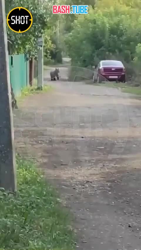 ⁣ В Уфе медведь вышел прямо на улицы города