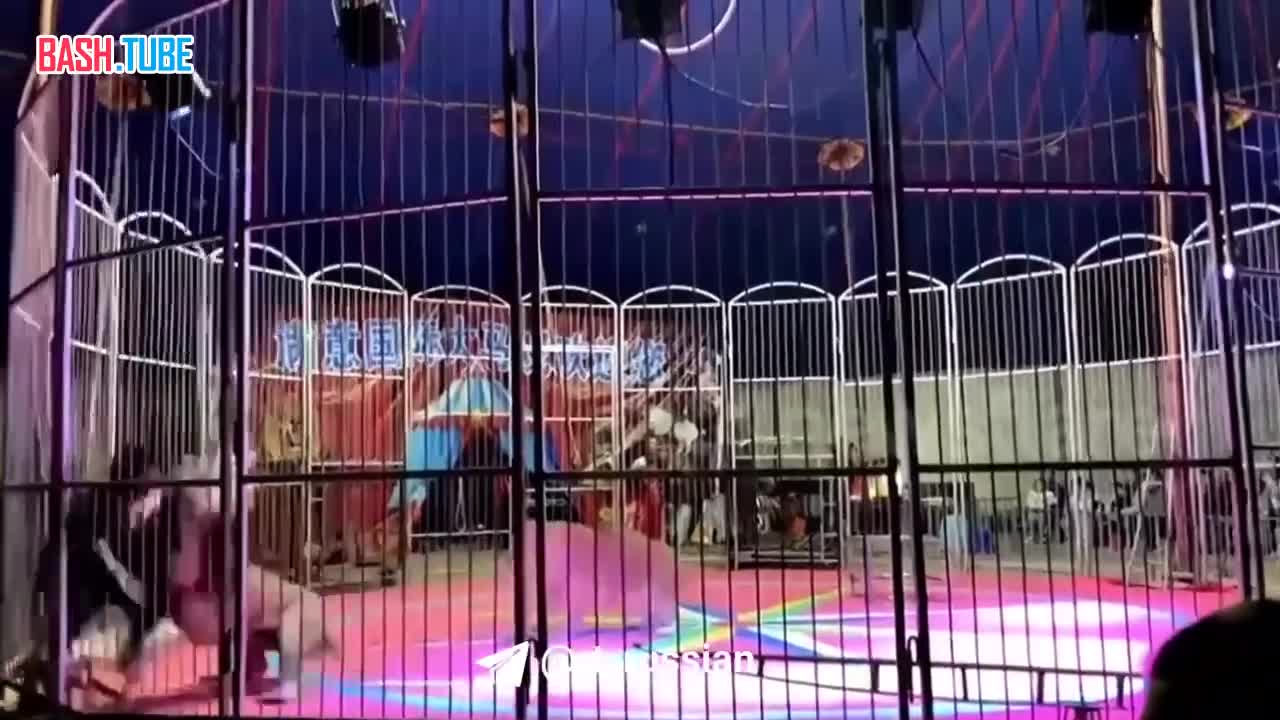 ⁣ В китайском цирке разъярённый лев напал на дрессировщика во время представления
