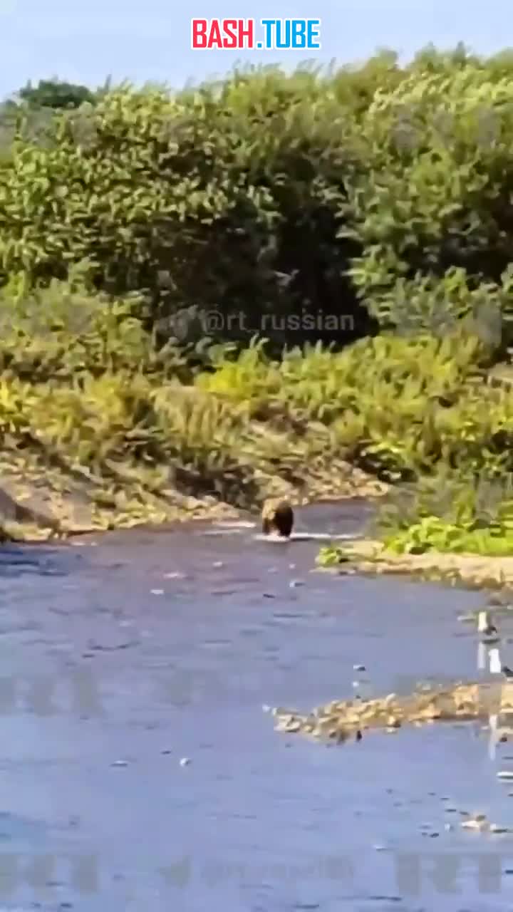 ⁣ Мама-медведица учит своих маленьких медвежат ловить рыбу