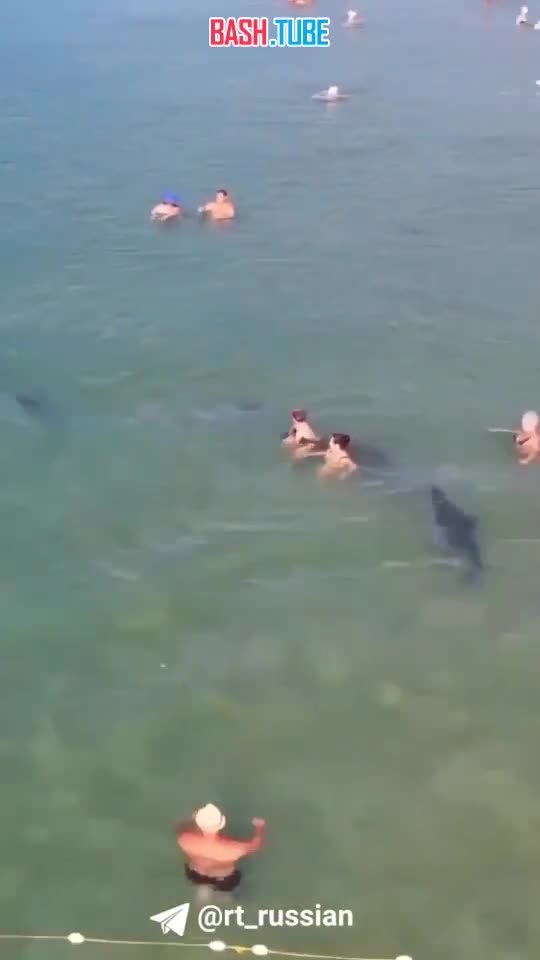  Семью дельфинов сняли на видео у самого берега на пляже в Анапе