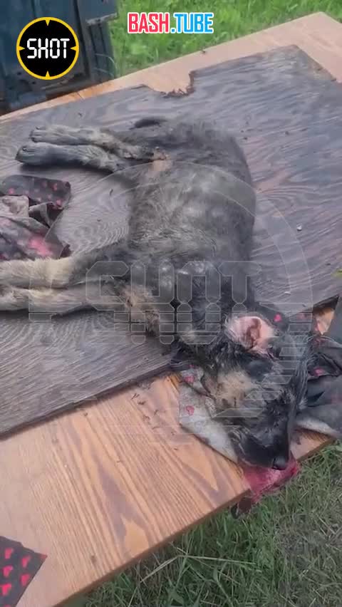  В Свердловской области спасли от гибели щенка, захлёбывавшегося в гудроне