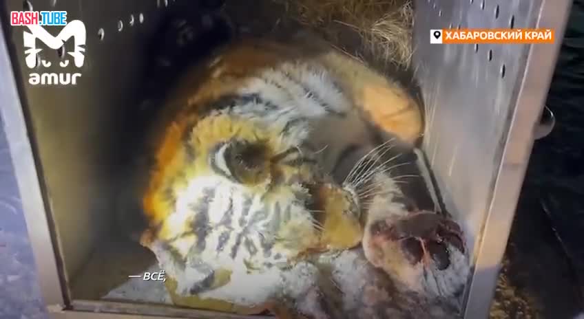 ⁣ Двух тигров, державших в страхе жителей Хабаровского края и Приморья, поймали