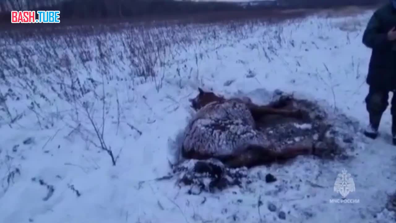  В Хабаровском крае сотрудники МЧС России спасли замерзающую лошадь с жеребенком