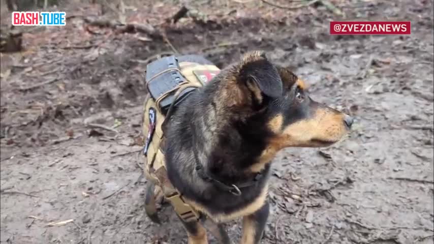 ⁣ Верный боевой товарищ - пёсик по кличке Смайл помогает российским бойцам на фронте