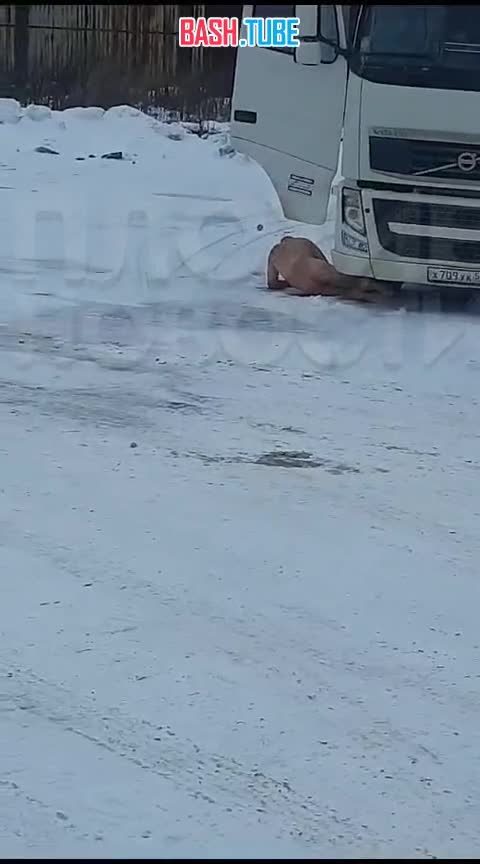 ⁣ В Оренбурге заметили пьяного дальнобойщика, который в итоге валялся голым у своего авто